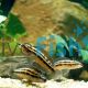 Julidochromis Dickfeldi 