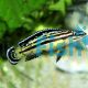 Julidochromis Regani 6cm