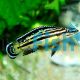 Julidochromis Regani 3cm