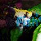 Koi Angel Fish