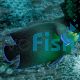 Koran Angelfish - Medium Juvenile 