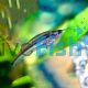 Striped Glass Catfish