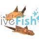 L/F Marble Bristlenose Catfish 