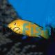 Labidochromis Electric Yellow 5cm