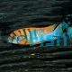 Labidochromis Hongi 5cm