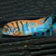 Labidochromis sp. Hongi 