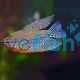 Lace Pearl Gourami