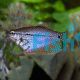 Lace Pearl Gourami 