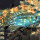 Laetacara Curviceps 3.5cm