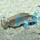 Lamprologus Ornatipinnis