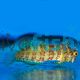 Lawnmower Blenny