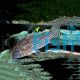 Corydoras Julii - Leopard Cory
