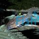 Julii Corydoras 3cm - Leopard