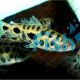 LEPORINUS SPOTTED