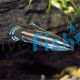 Licorice Gourami