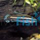Licorice Gourami 