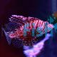 Zebra Lionfish 