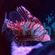 Lionfish Zebra MED