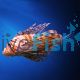 Lionfish Devil Haz
