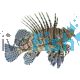 LionFish Volitans Black 