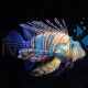 LionFish Volitans Black 