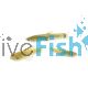 Live Feeder Fish - Guppy (Local) 2cm