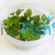 Lobelia Cardinalis - Tissue Culture