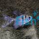 Longfin Black Widow Tetra 