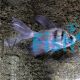Longfin Black Widow Tetra