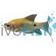 Longfin Golden Rosy Barb 4cm