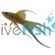 LT Neon Swordtail 
