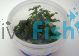 Luwigia Glandulosa Tissue Culture Tub