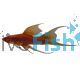 Lyretail Blood Red Simpson Swordtail 