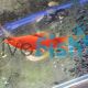Lyretail Blood Red Simpson Swordtail 