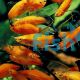Lyretail Wagtail Red Swordtail 