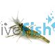 Long Armed Freshwater Shrimp