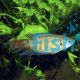Macropodus opercularis - Paradise Fish