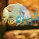 Malawi Sand Diver