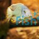 Malawi Sand Diver