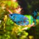 Male Dwarf Neon Gourami