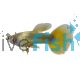 Male 24K Gold Guppy