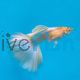Male Albino Full Platinum Guppy 