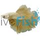 Male Betta Halfmoon Golden