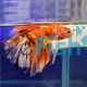 Male Betta Delta Koi Candy Nemo
