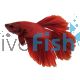 Male Betta Halfmoon Red 5cm