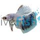 Male Betta Halfmoon Spotted 