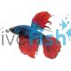 Male Betta HM Green Red Dragon 