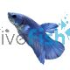 Male Betta Plakat Blue Steel Mask 4cm