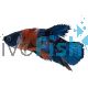 Male Betta Plakat Halfmoon Nemo Koi