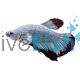 Male Betta Plakat Halfmoon Red Snow 5cm